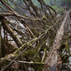 Illustration for article titled The Place Where Bridges Are Grown Instead of Built